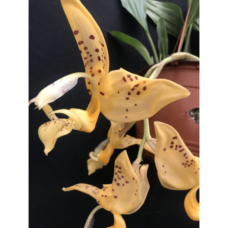 Stanhophia  jenischiana